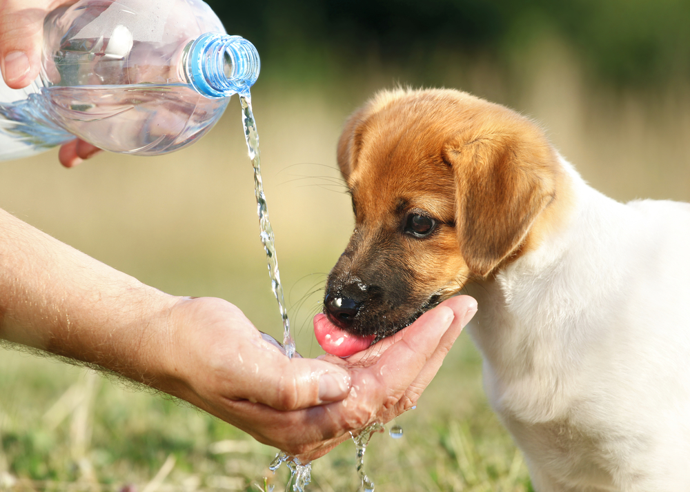 how do you get puppies to drink water