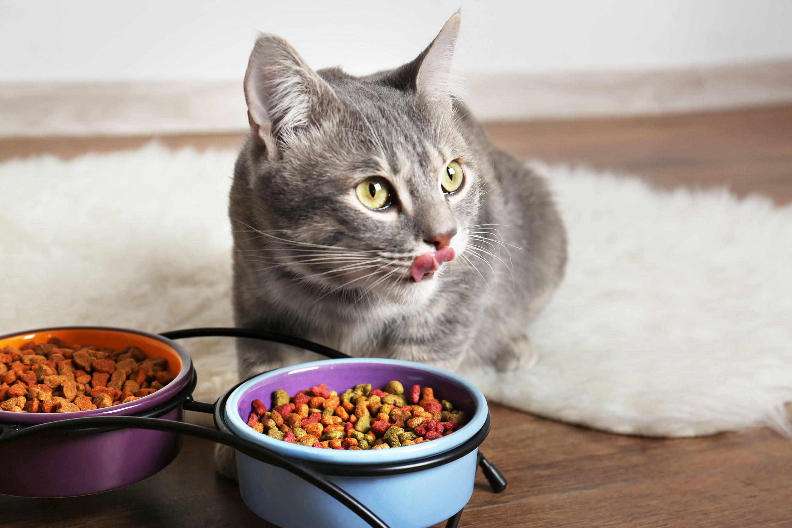 Cat food clearance to reduce shedding