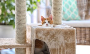 Cat having fun on cat tower