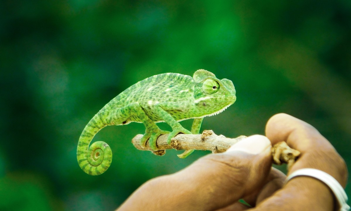 Pet chameleon clinging to a stick being held up by a human hand