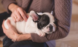 a black and white french bulldog puppy sleeps in the arms of a woman wearing a purple sweater