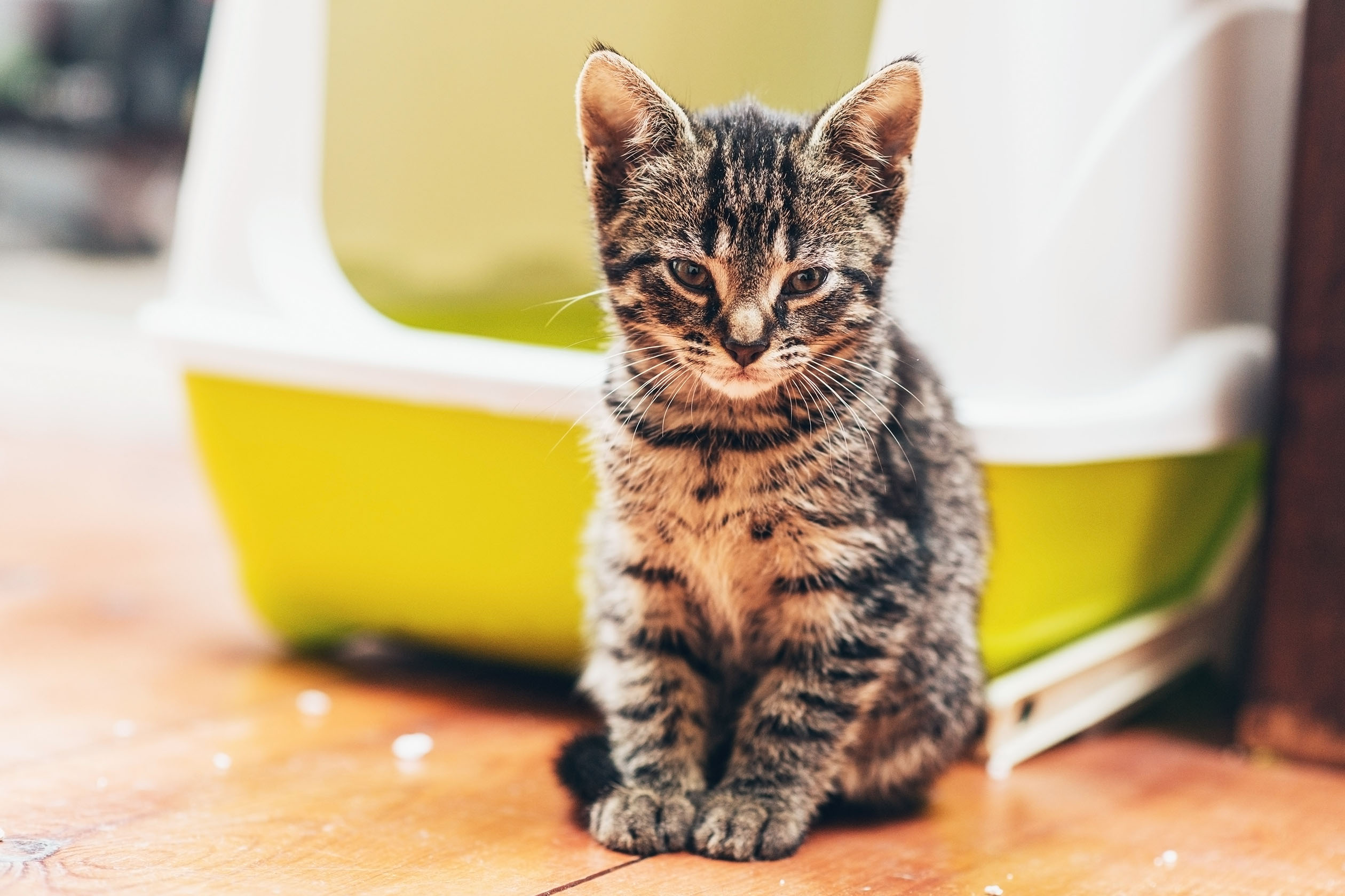 Moving your kittens outlet litter box