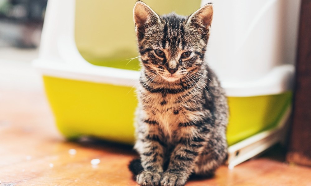 Kitten sitting outside of litter box