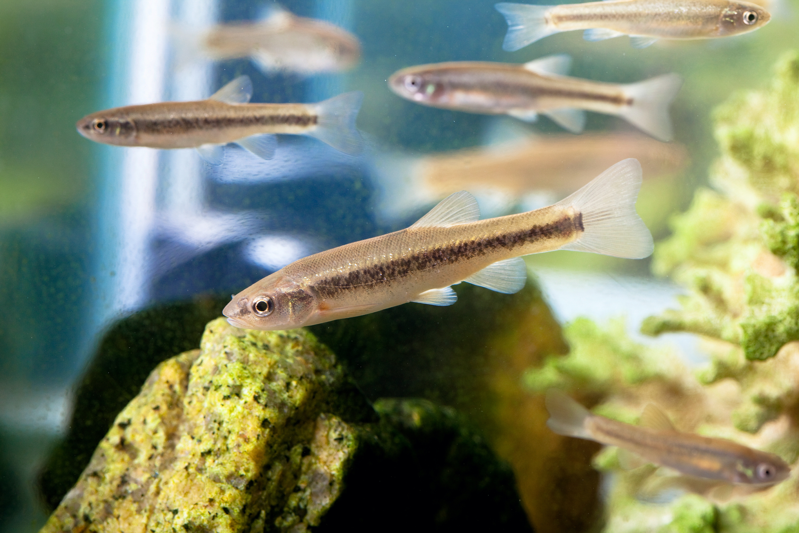 Breeding And Raising Minnows: What You Need To Know