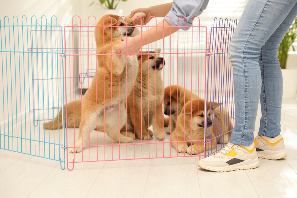 Puppies in playpen