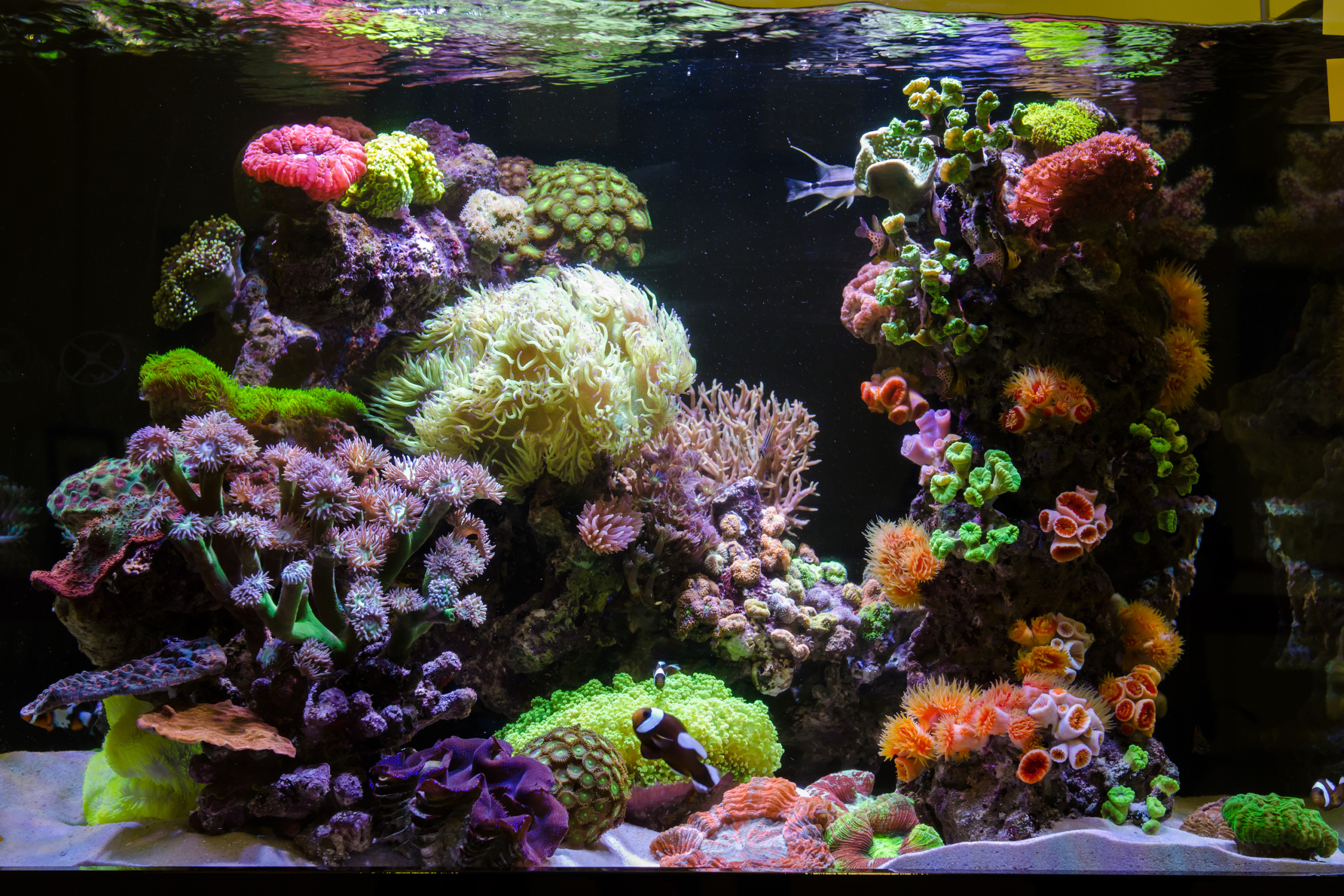 live plants for saltwater aquarium