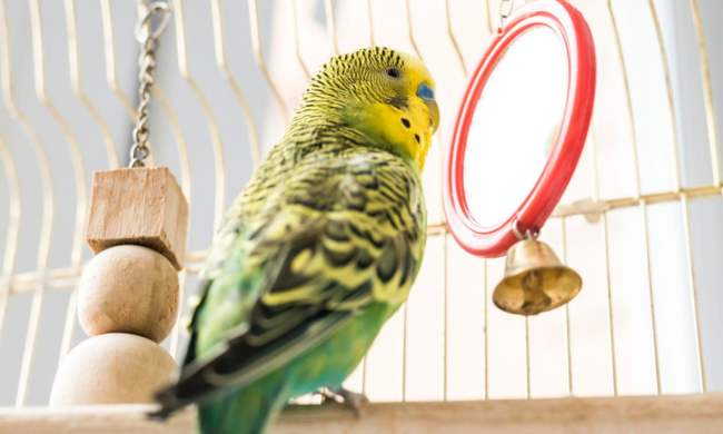 Parakeet looks at himself in the mirror