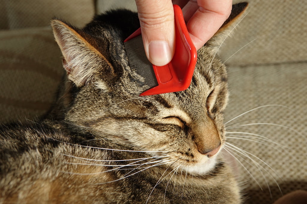 Cat sleeping in litter box outlet fleas