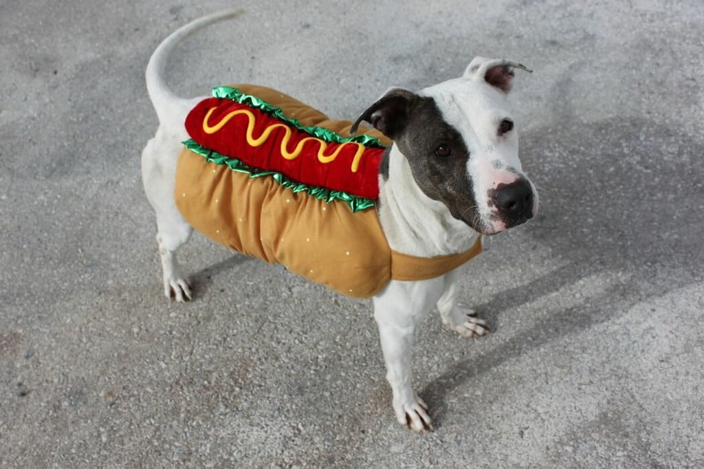 Hot dog small dog Halloween costume