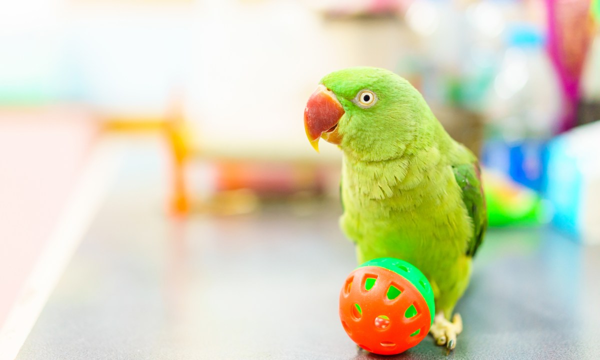 Alexandrine Parakeet, Green parrot with red mouth playing ball on the table