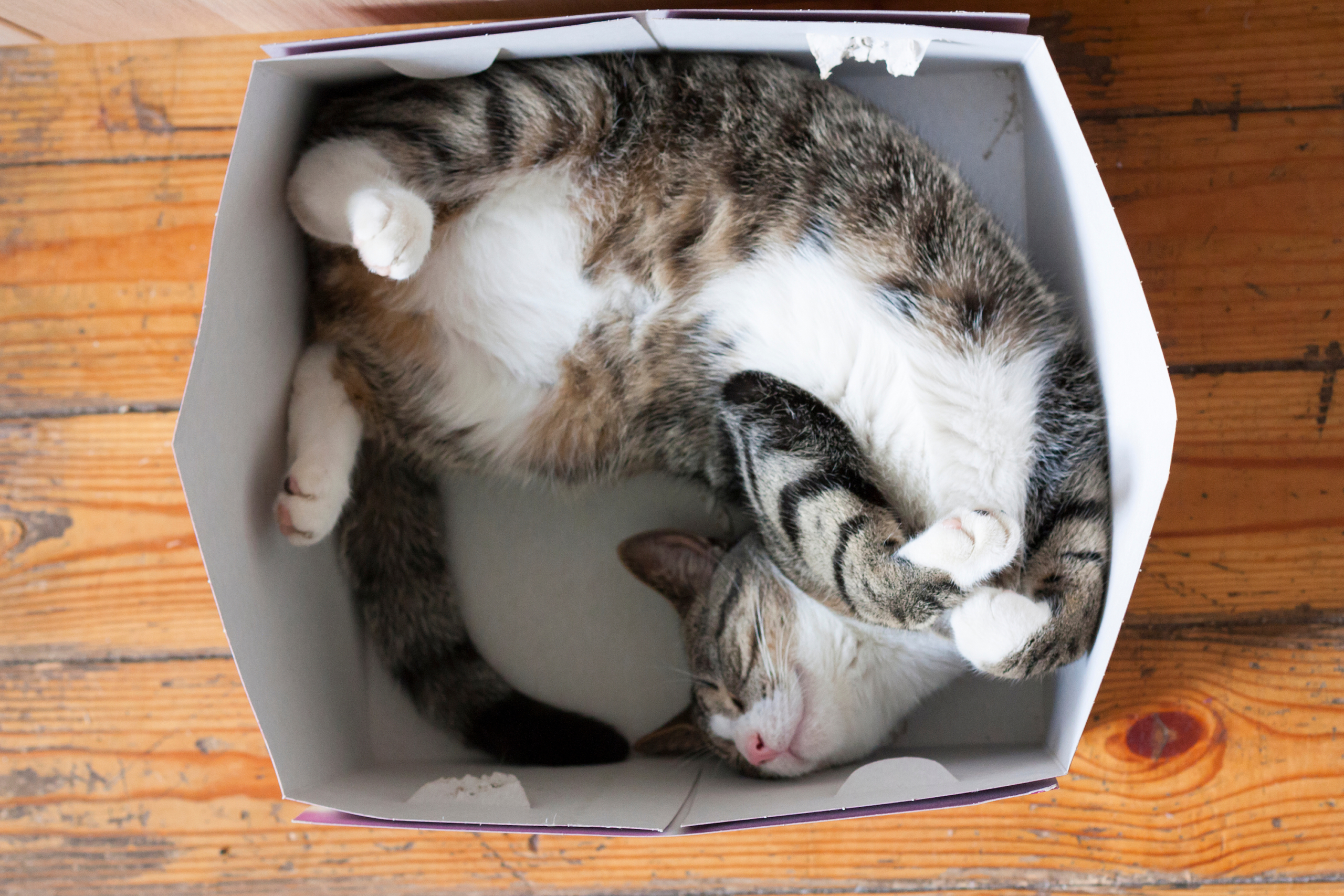 Cats weird hot sale sleeping positions