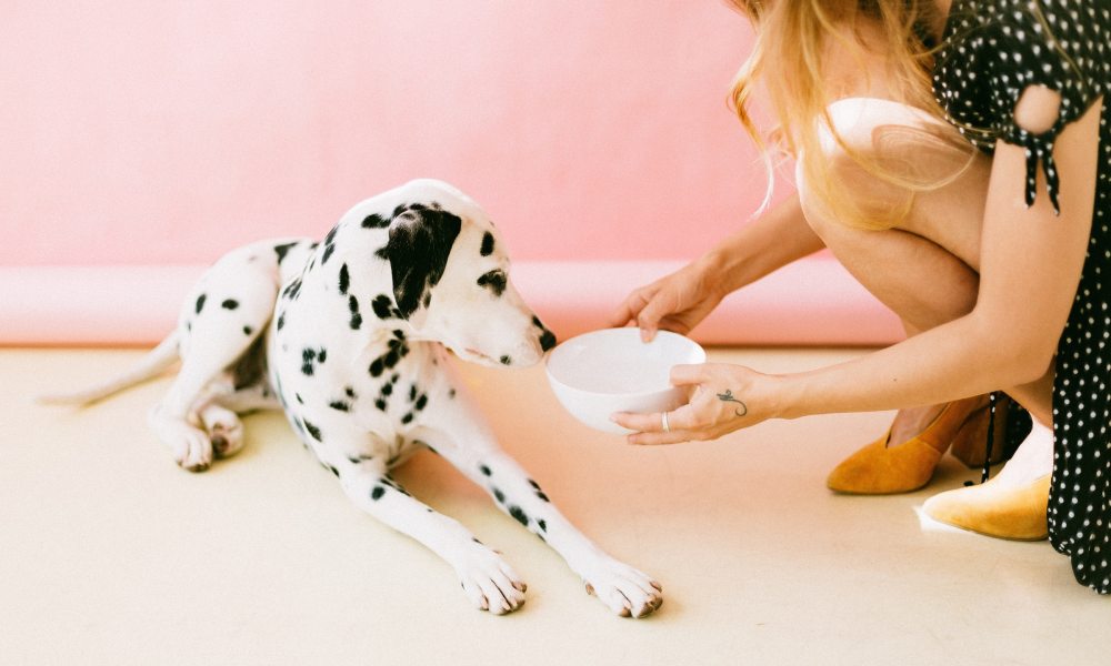 A girl bends down to hand a Dalmatian a bowl of food in front of a pink wall