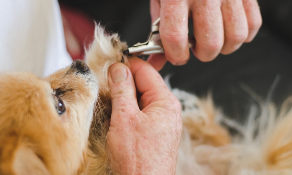 A beige dog has their nails trimmed by their owner, whose hands are seen in the photo