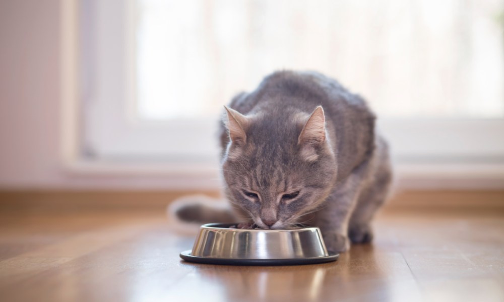 Gray cat eating out of a metal food bowl