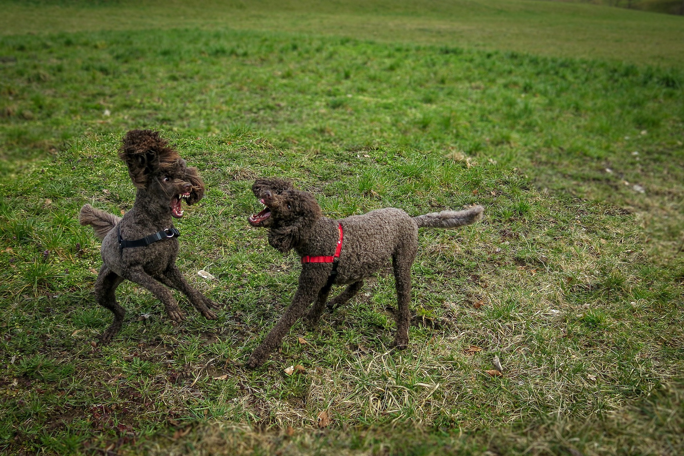 if-you-re-getting-a-second-dog-here-s-how-o-keep-them-from-fighting