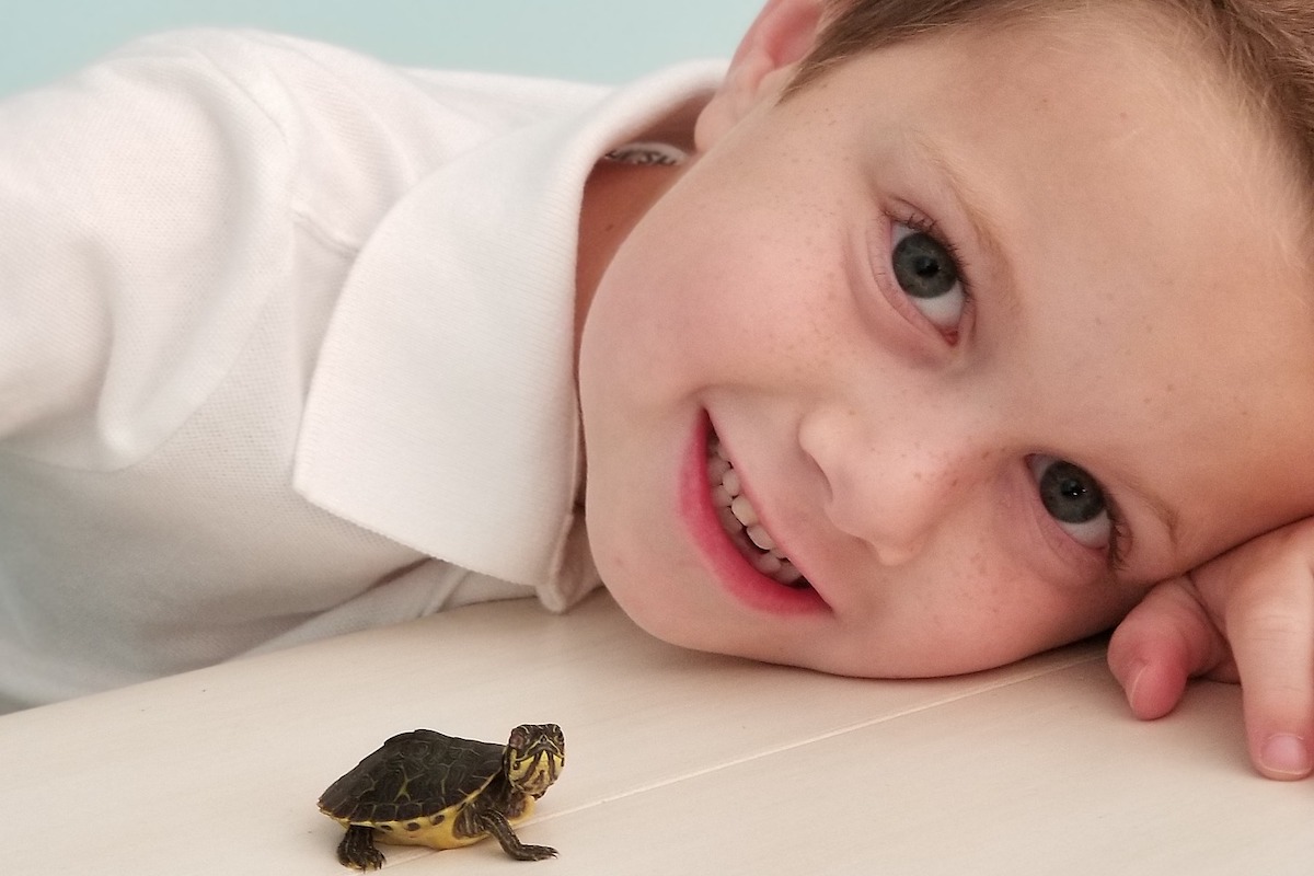 Little water turtles as clearance pets