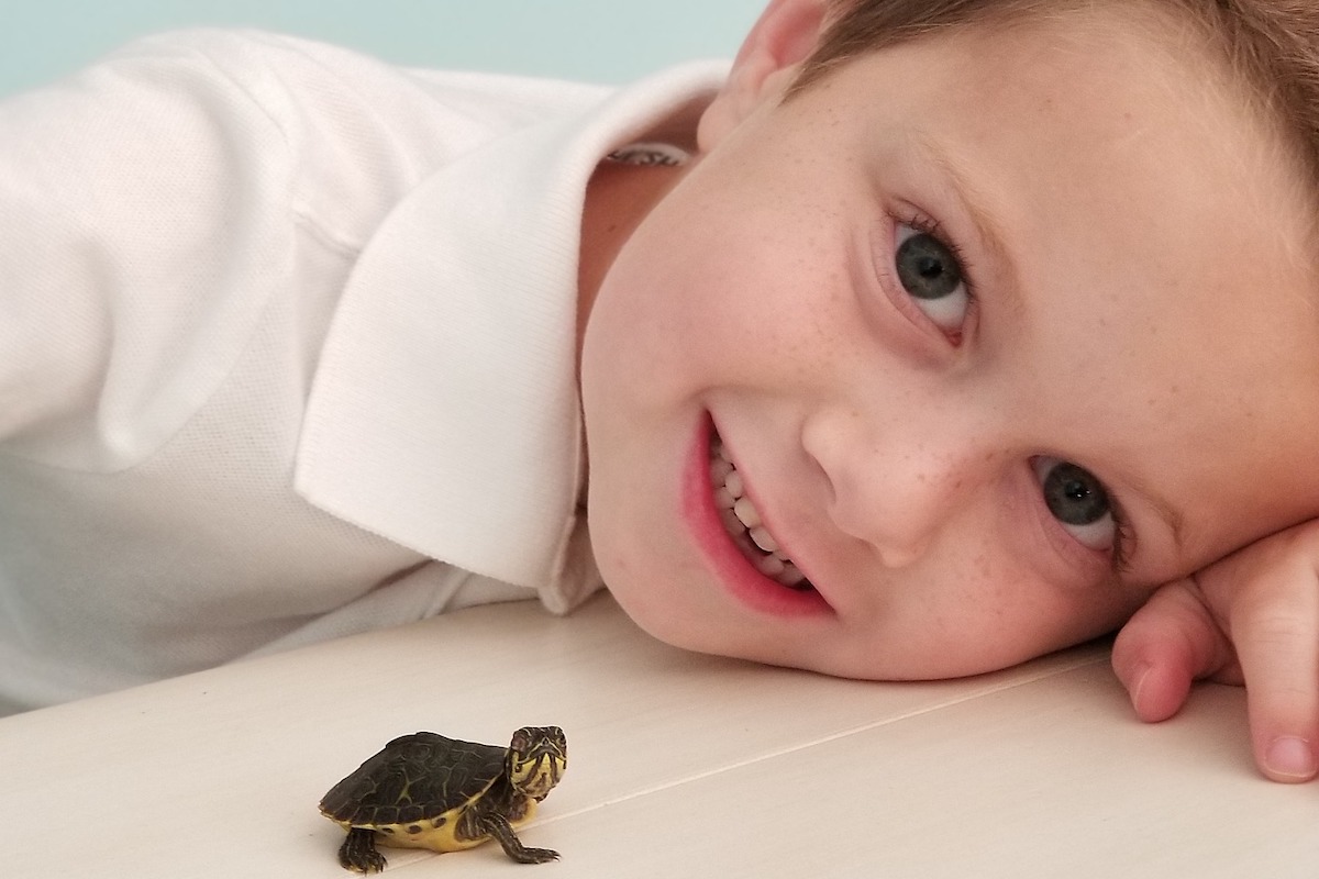 Beginner's guide on How to Raise A Baby Turtle