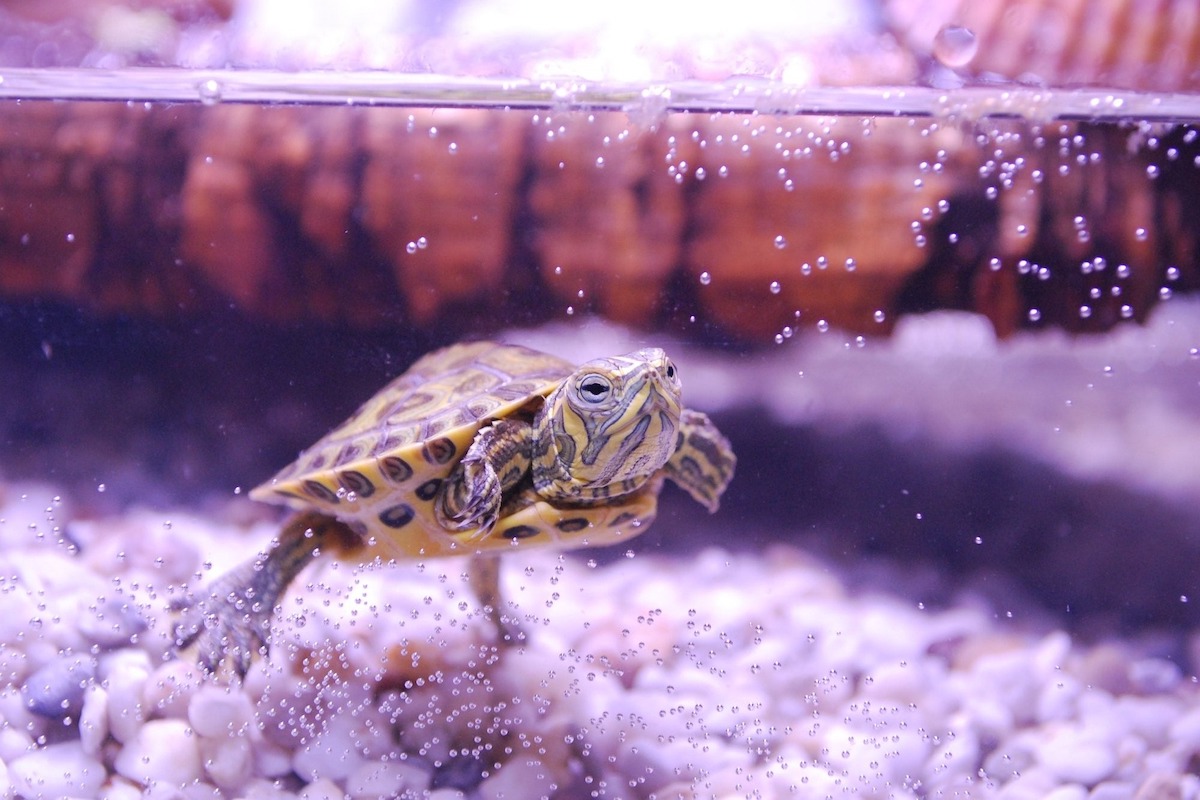 Little water turtles as hot sale pets