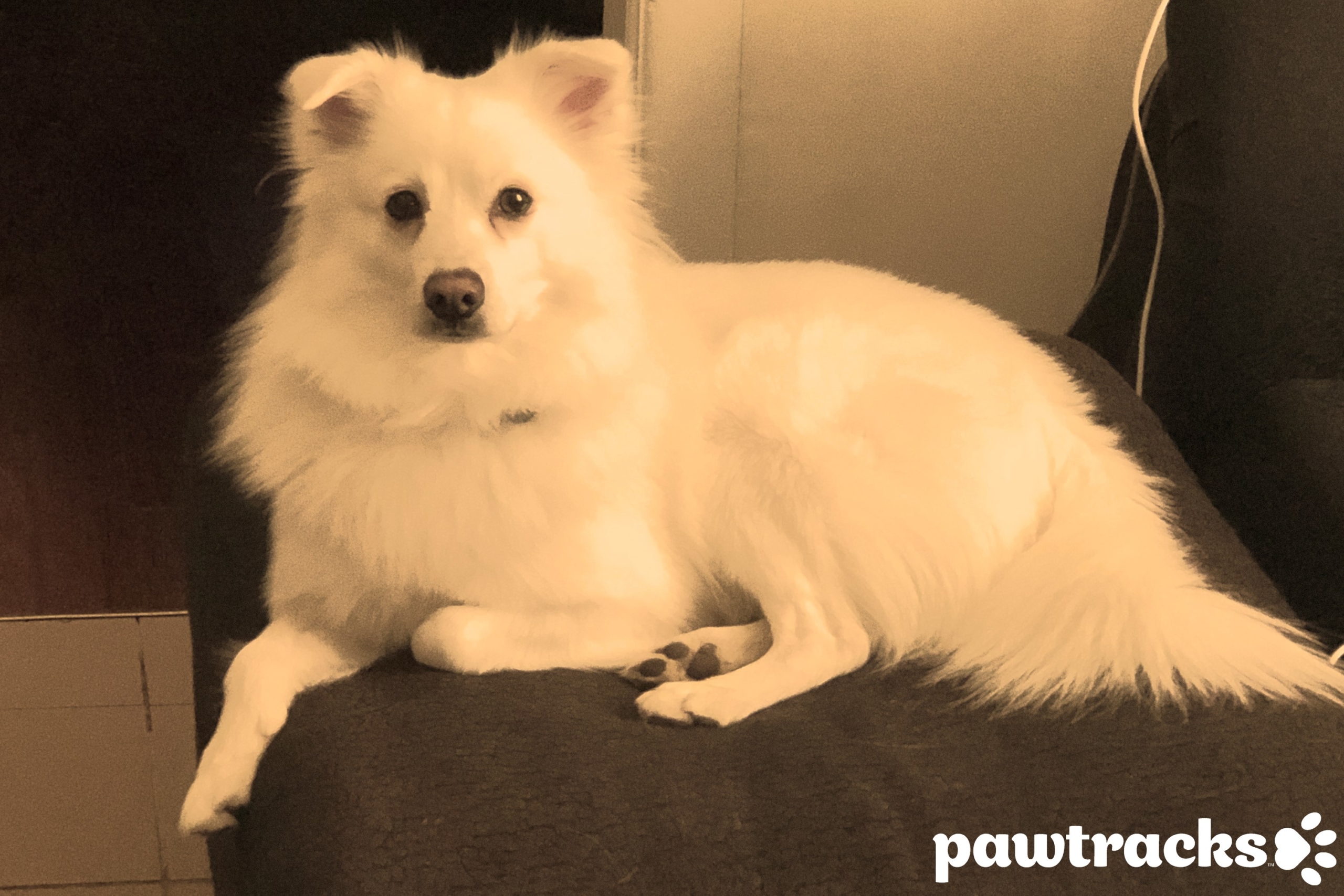 american eskimo family dog or guard dog