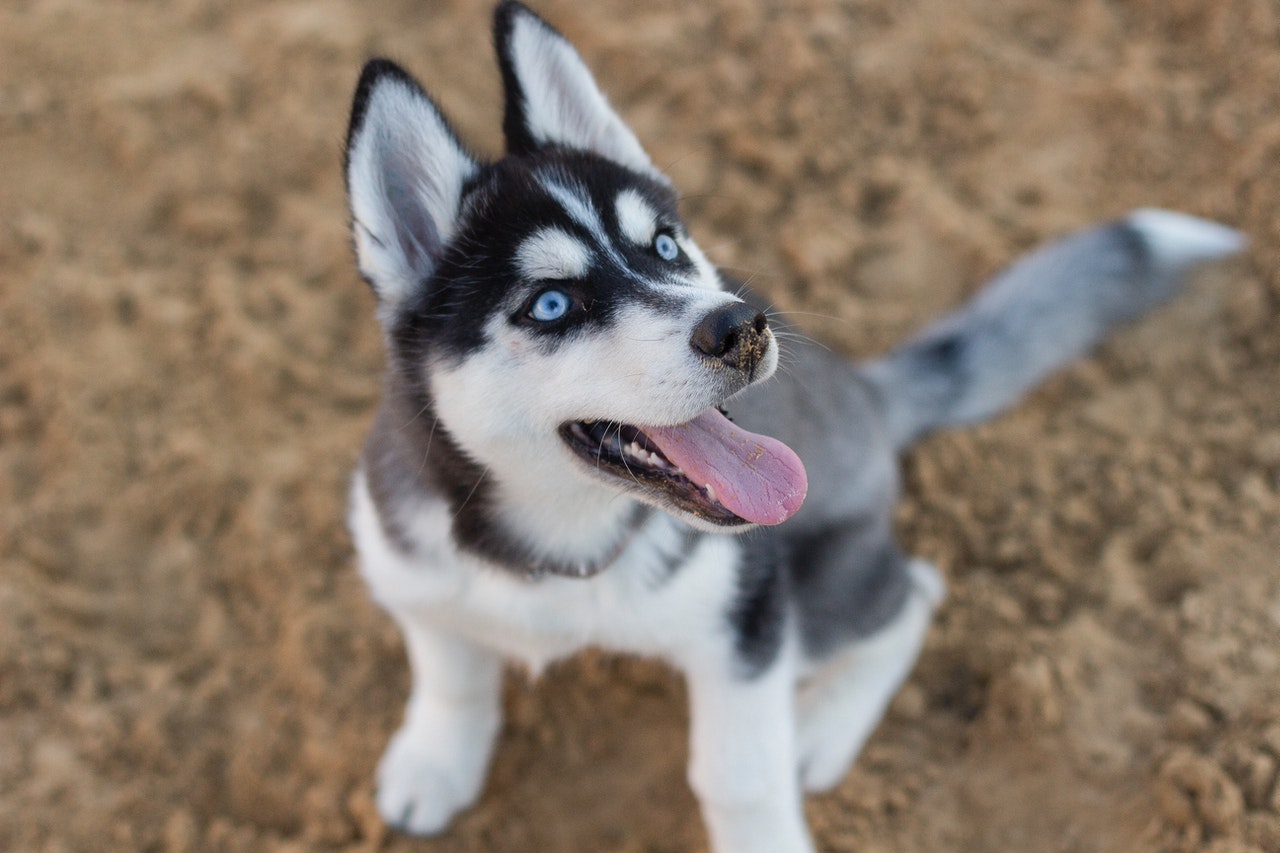 miniature siberian huskies with blue eyes