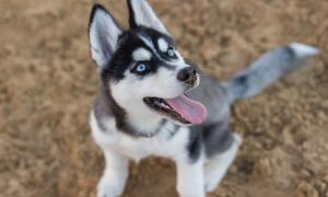 A blue-eyed Siberian husky puppy sitting on grass