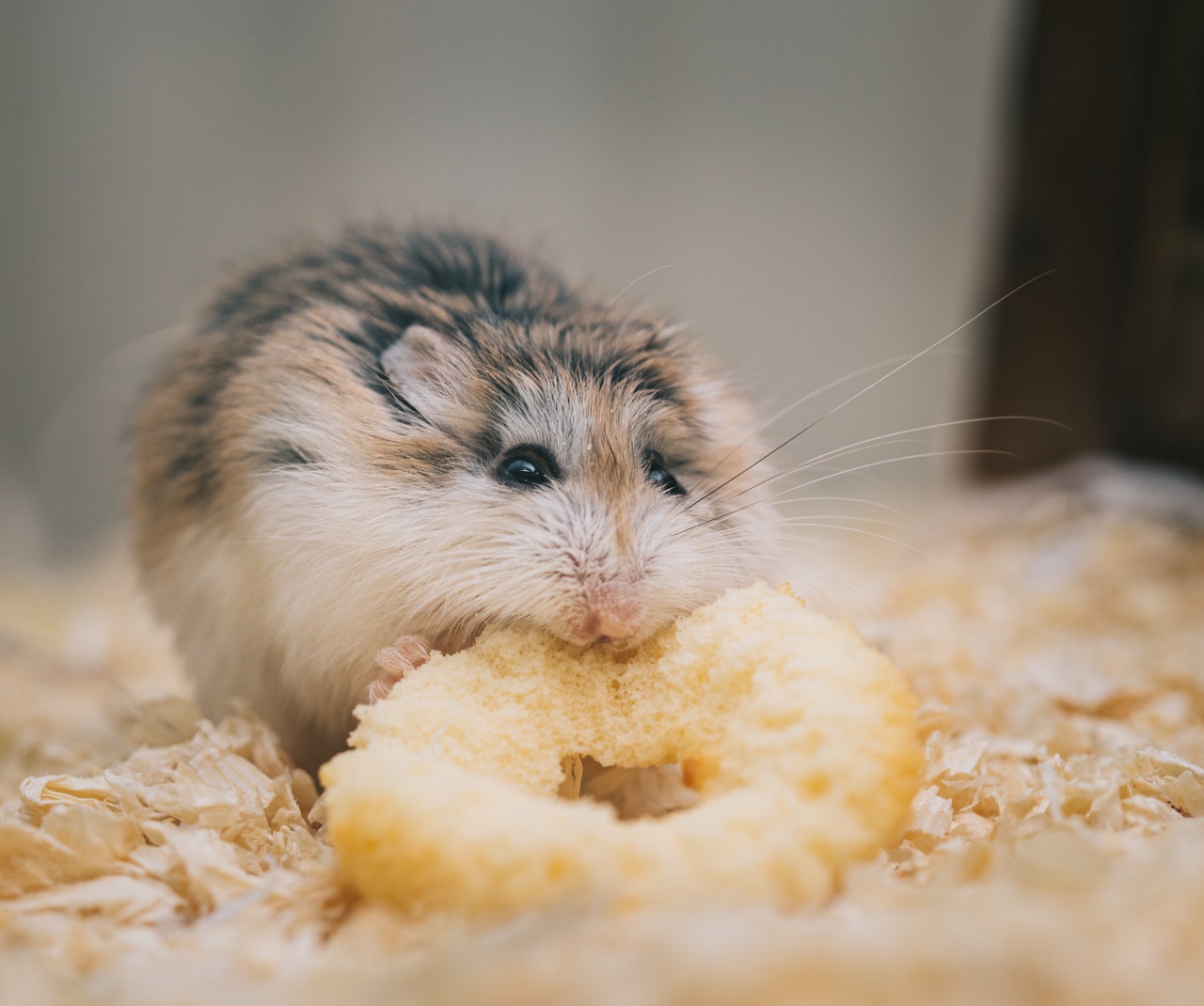 How to litter outlet train hamster