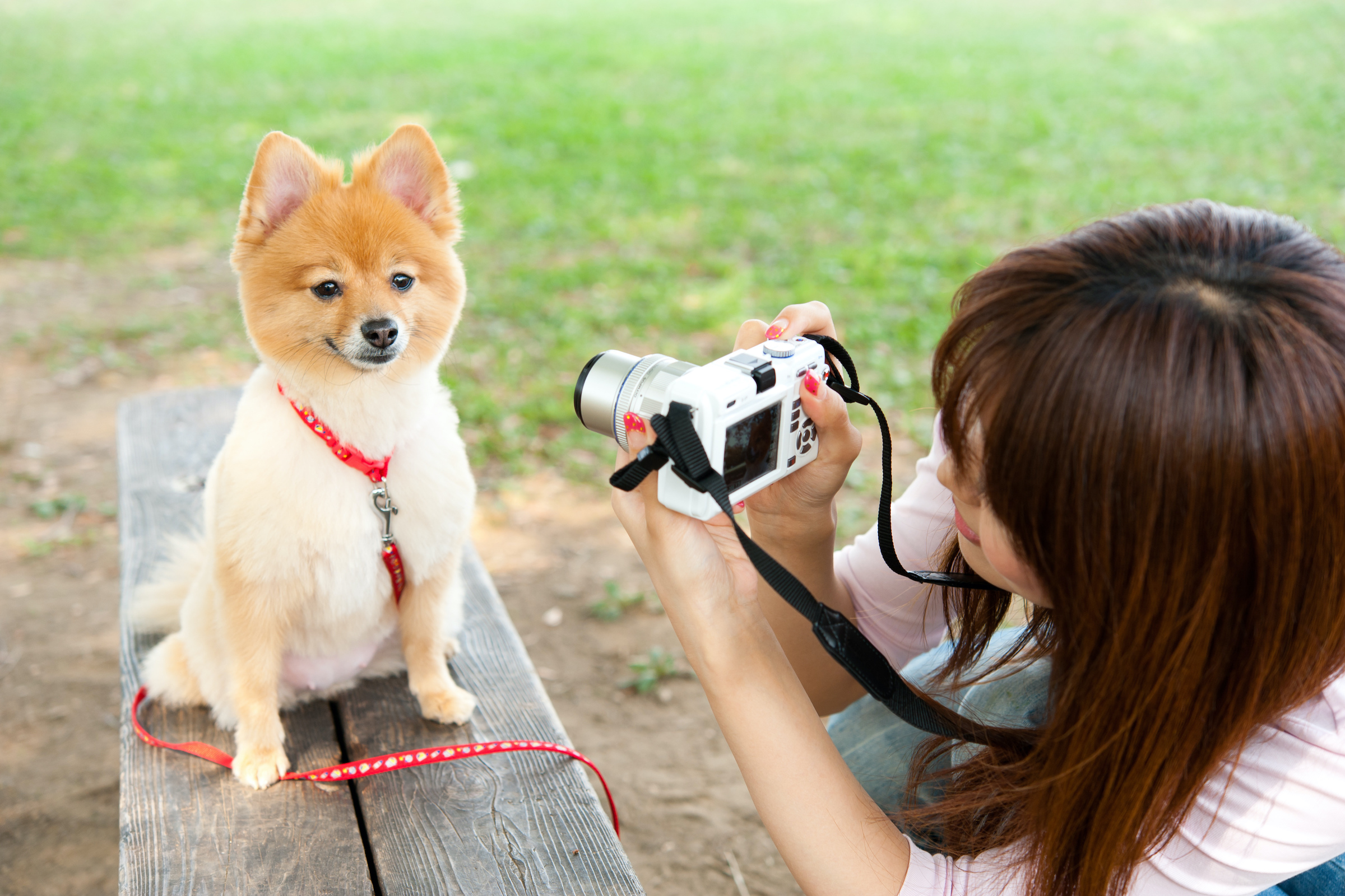 which dog has the most instagram followers