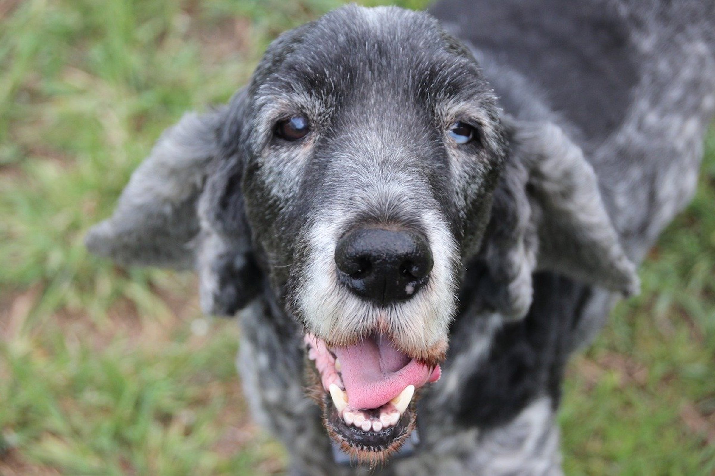 Cocker spaniel best sale breathing fast