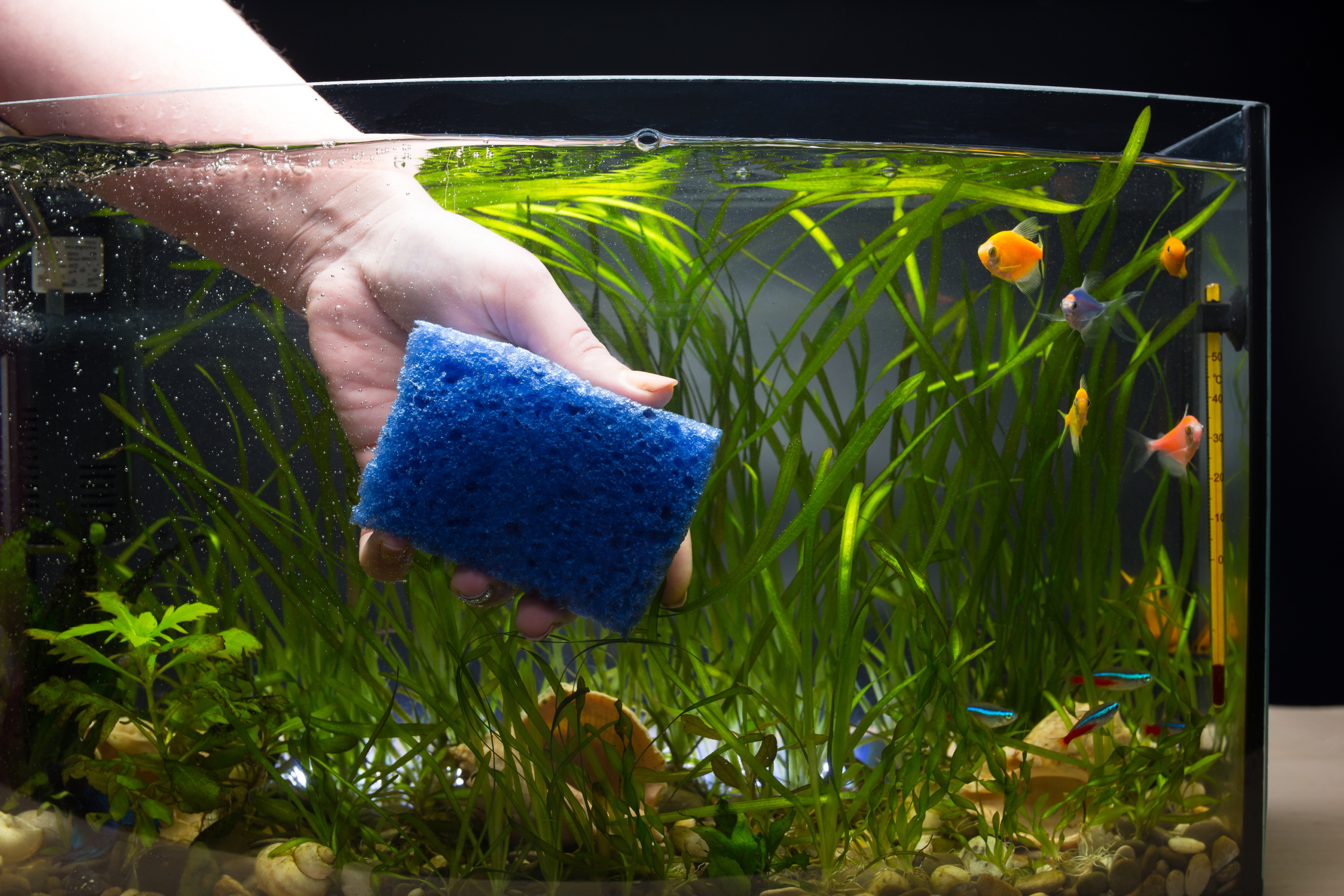 How to Clear Up Cloudy Fish Tank Water with 5 Easy Methods – Aquarium Co-Op