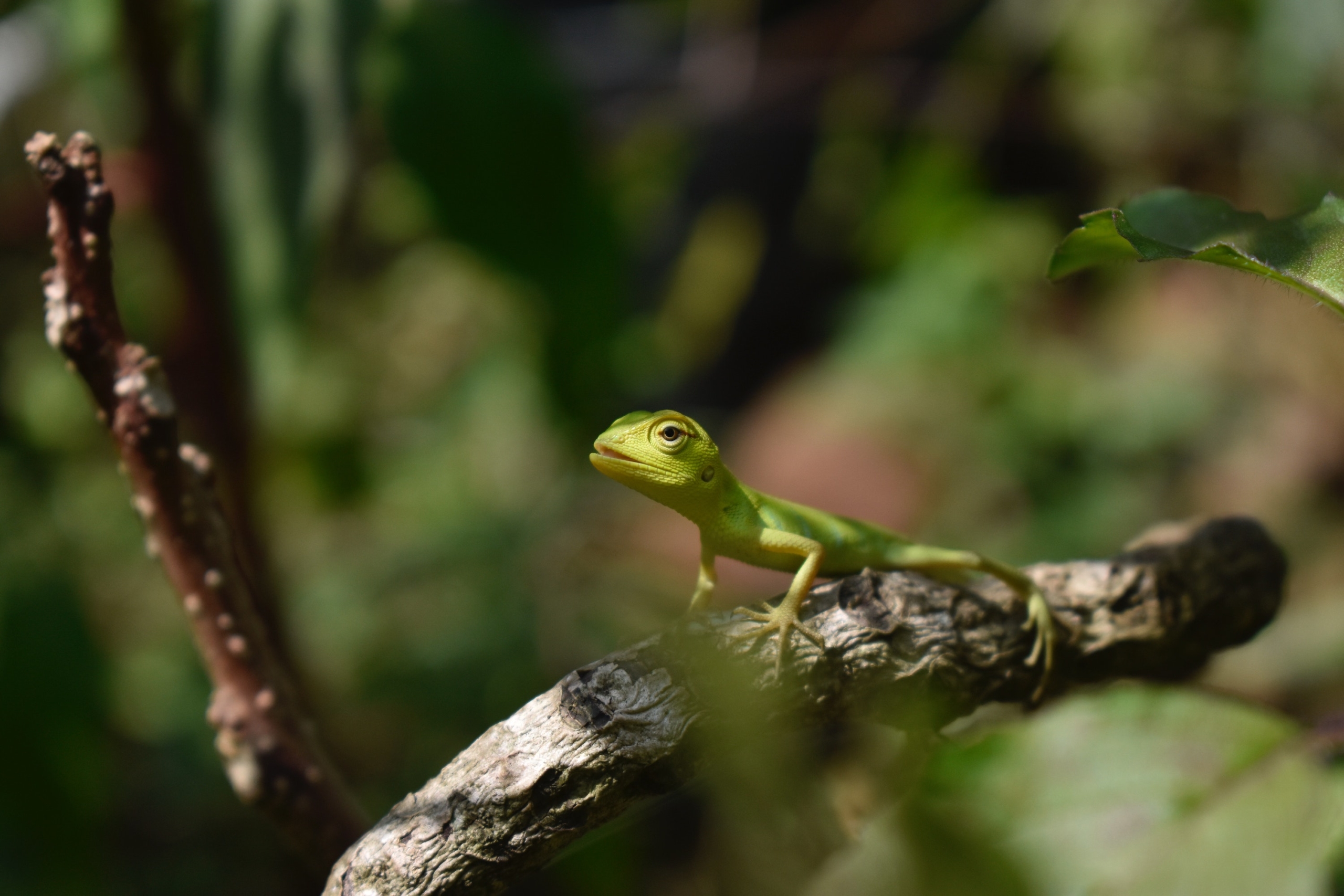 Here Are The Differences Between Lizards And Snakes | PawTracks