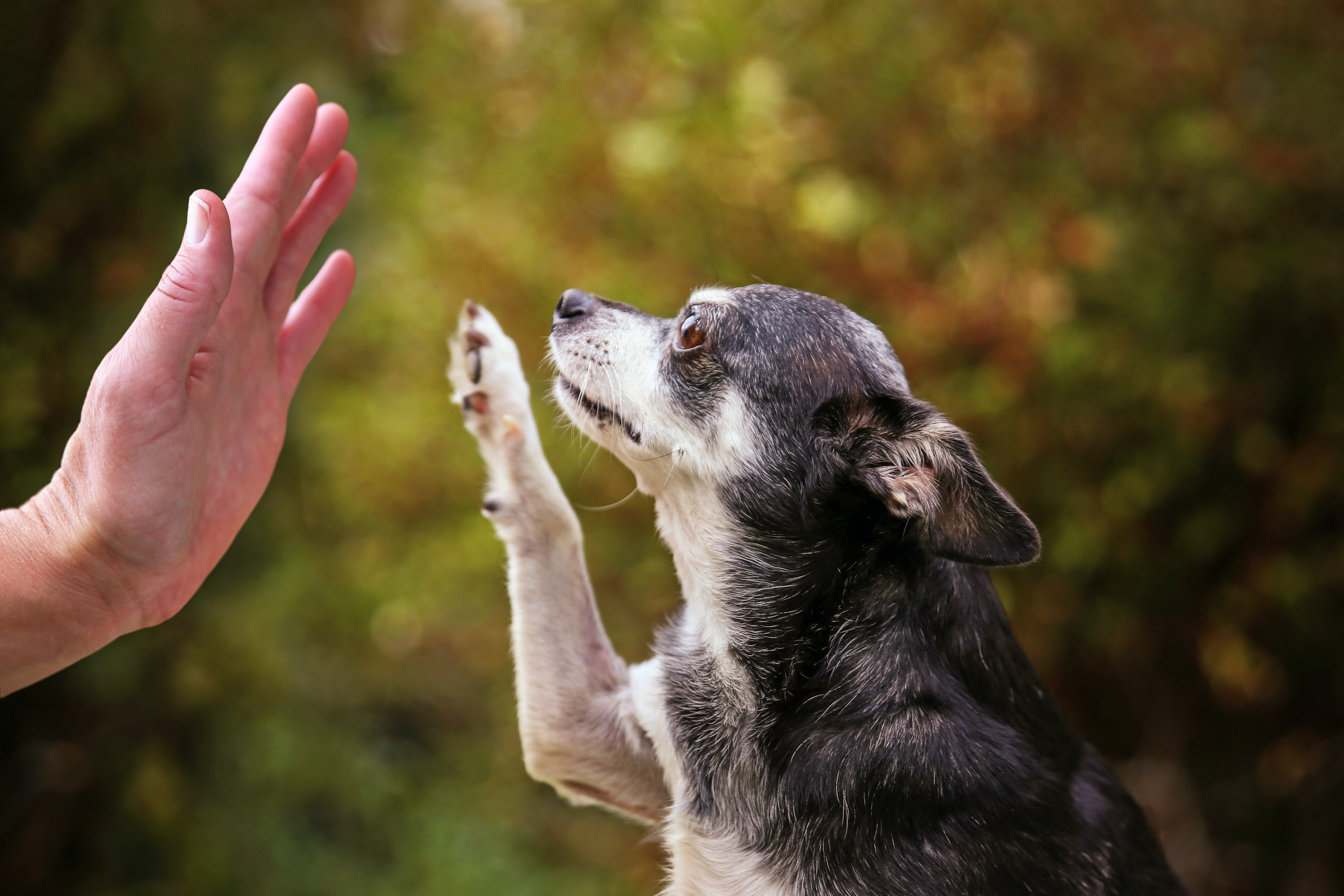 a senior chihuahua is at side profile and lifts up its paw to high five its owner