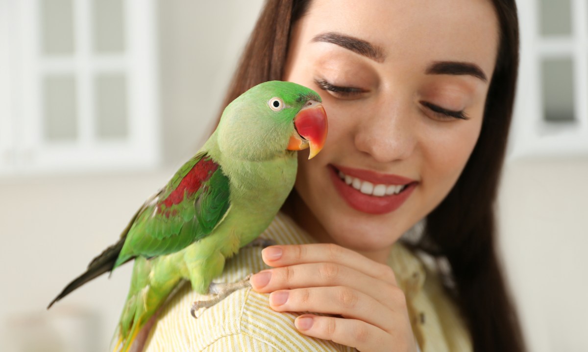 Parrot sits on woman's shoulder