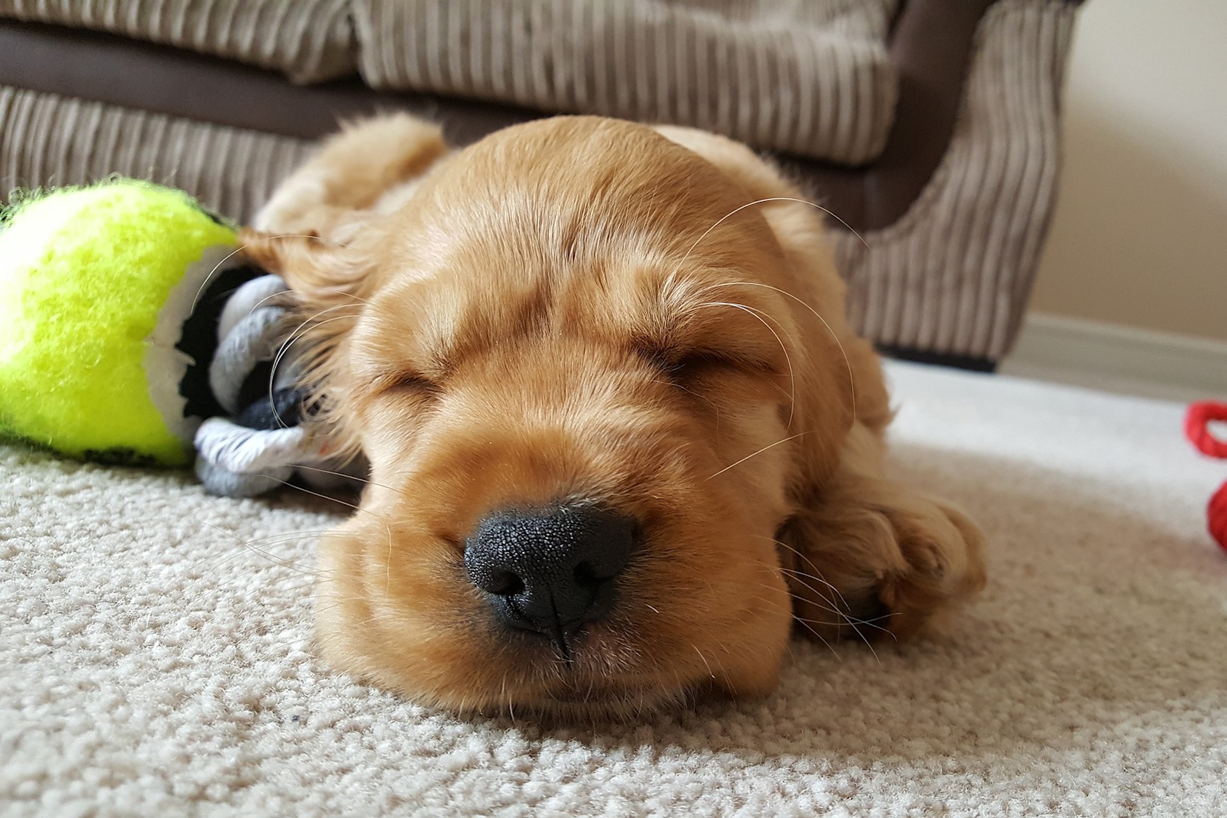 A puppy sleeps on the carpet