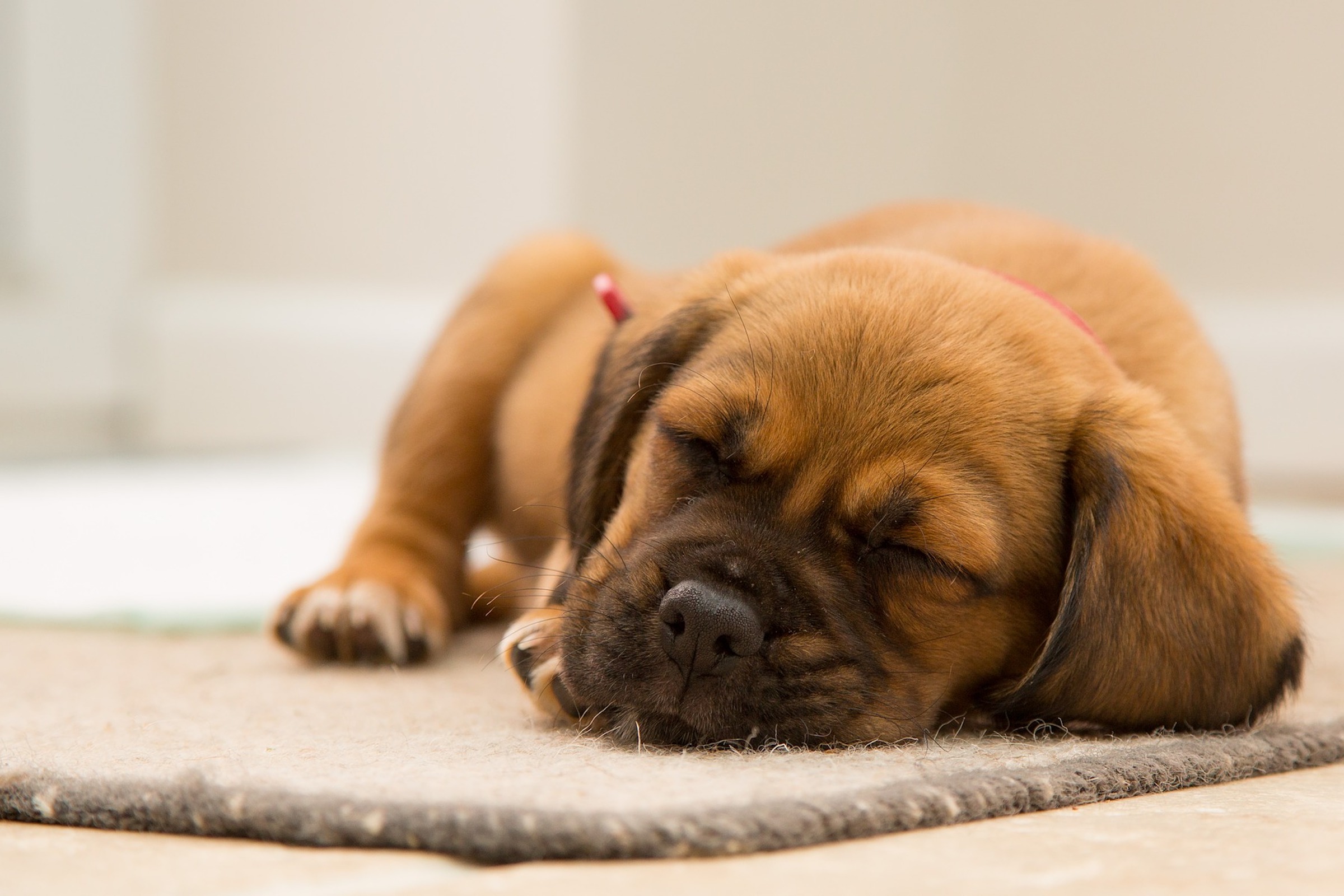 Train puppy clearance to sleep alone