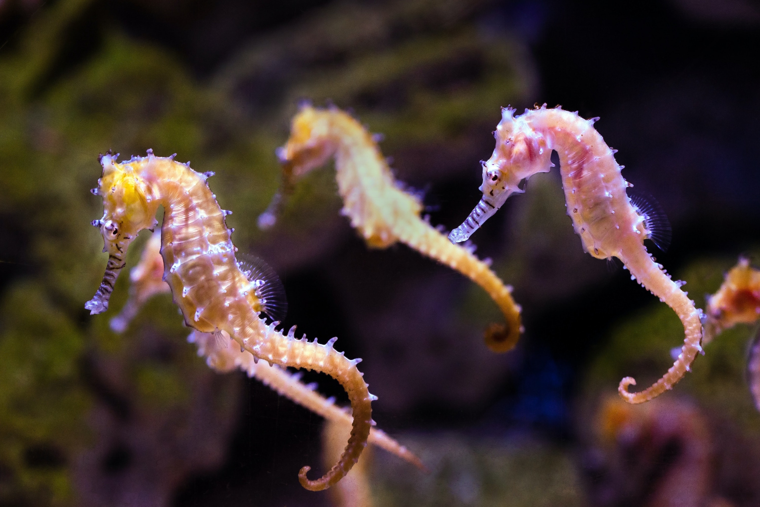 Exotic seahorses for hot sale sale