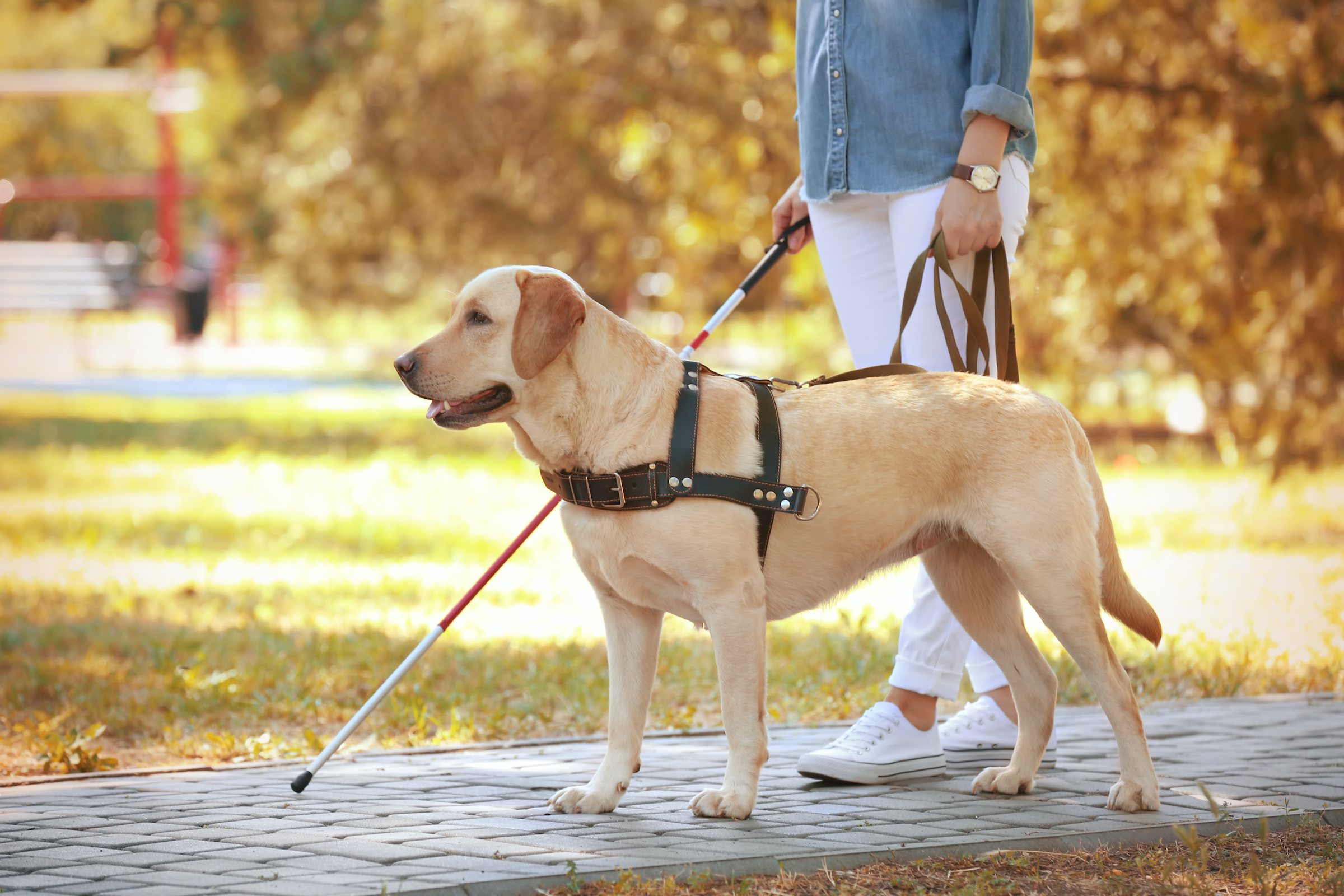 what qualifications do you need to train guide dogs