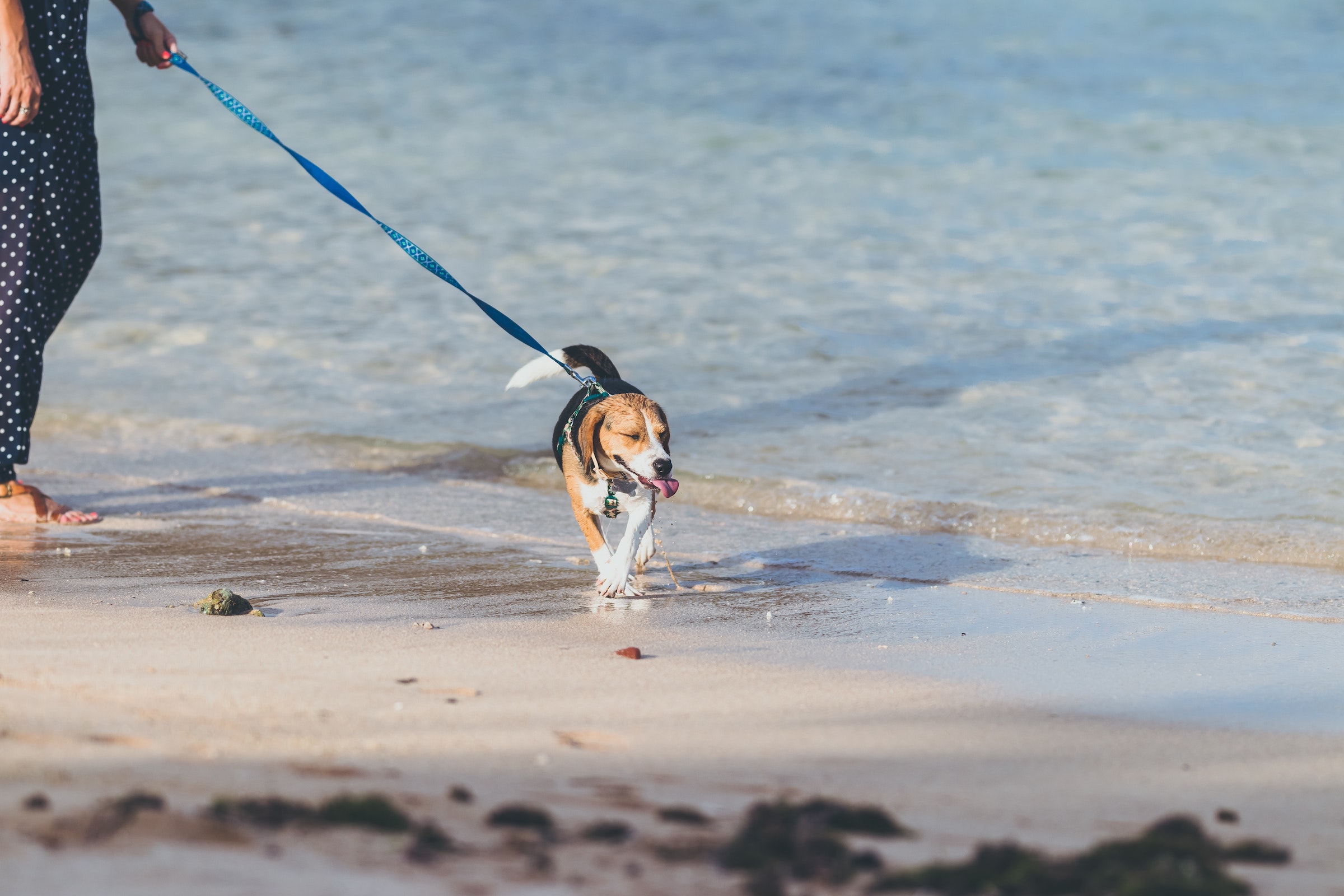 What You Need To Know About Your Dog's Leash Length PawTracks