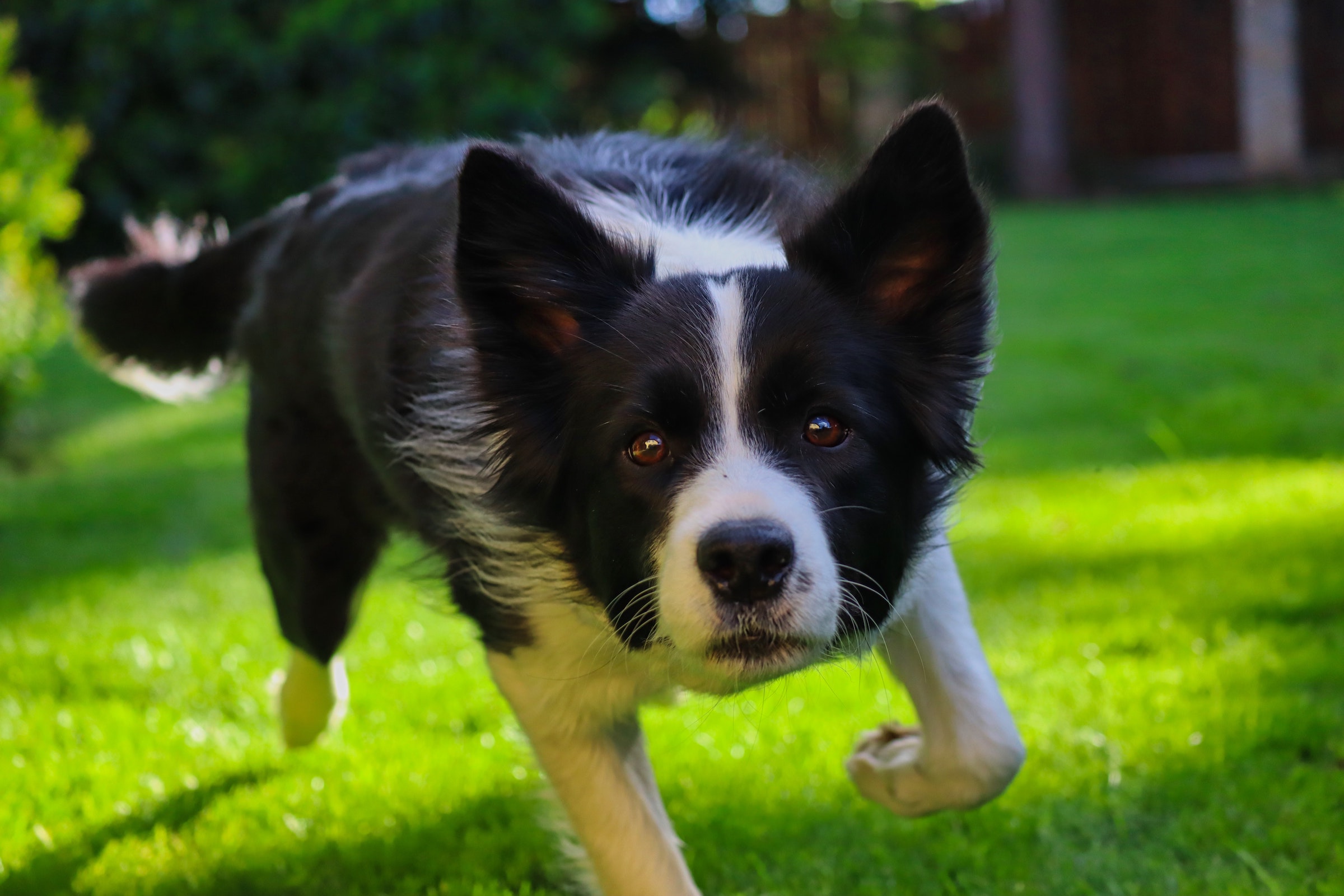 is a border collie a good house dog