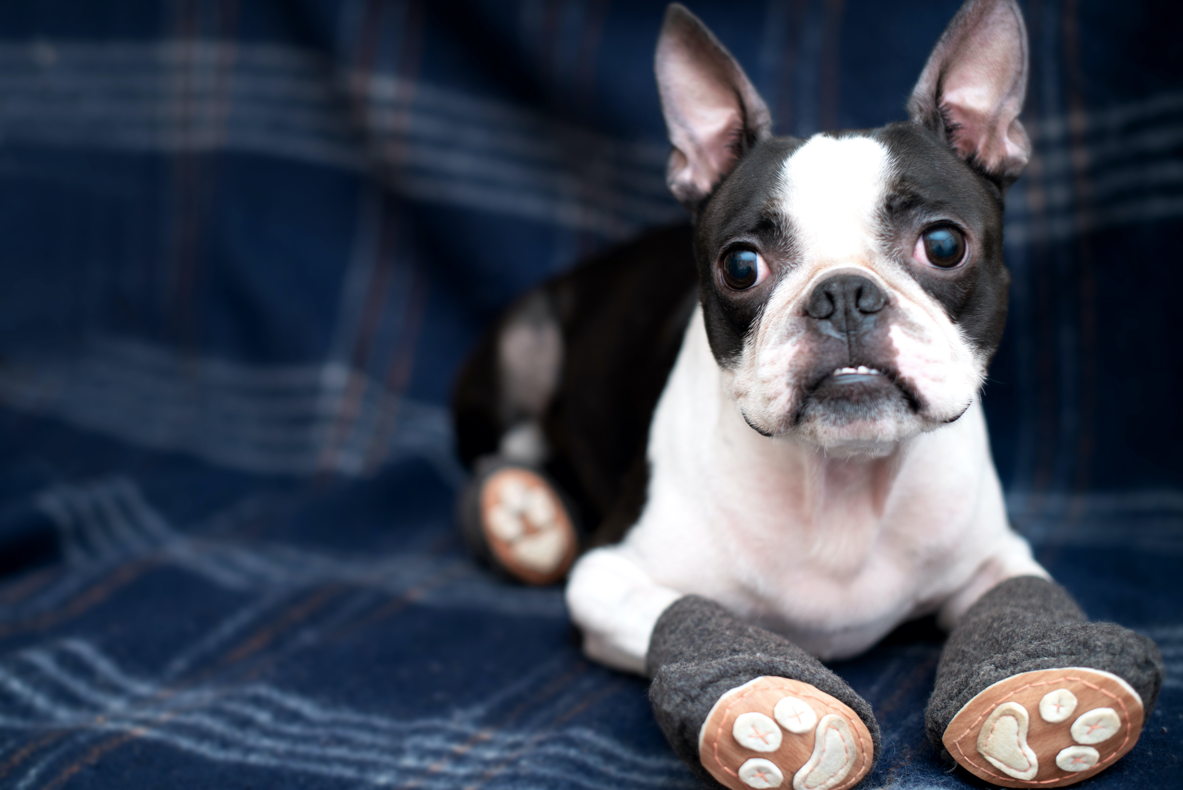 Dog Crocs Are the Trendy Shoe for Your Pup PawTracks