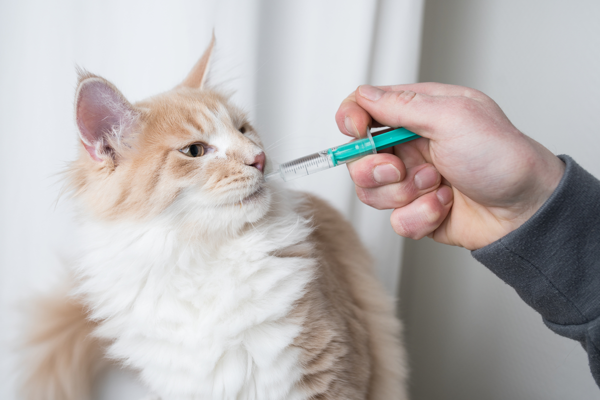 liquid food for old cats