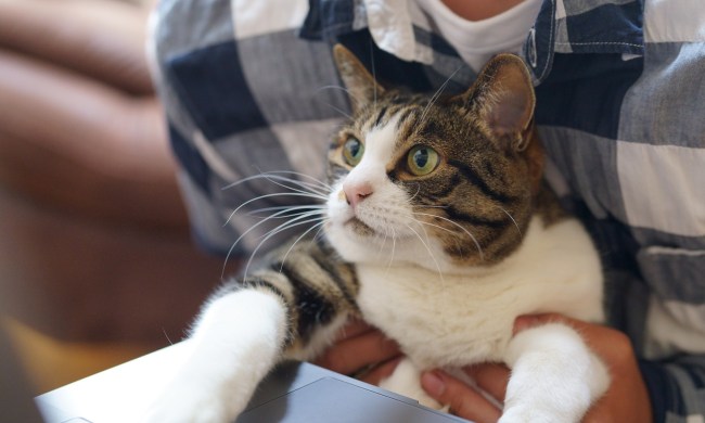 Cat sitting in an owner's lap, looking up at a laptop