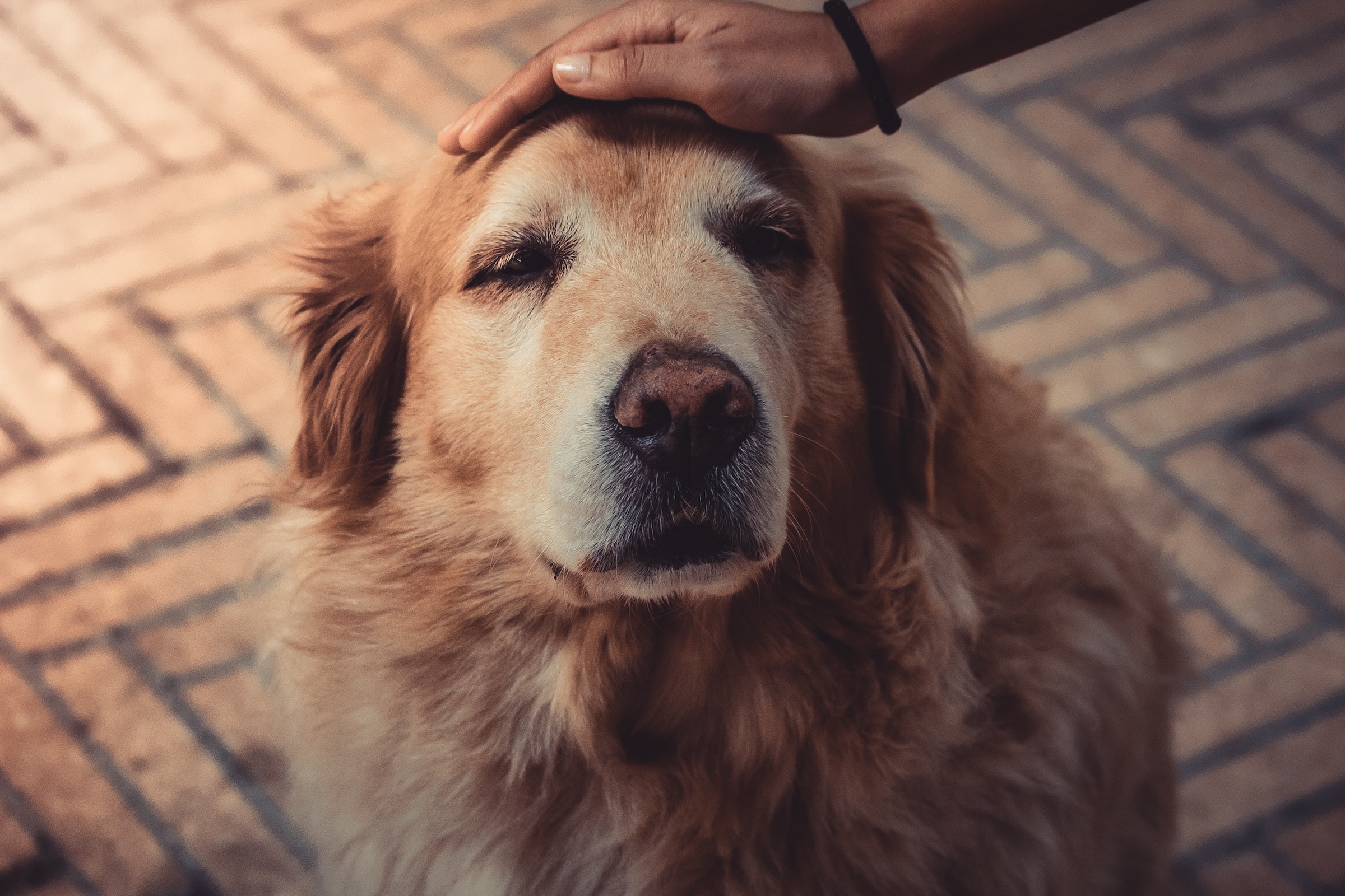 how to train a blind dog