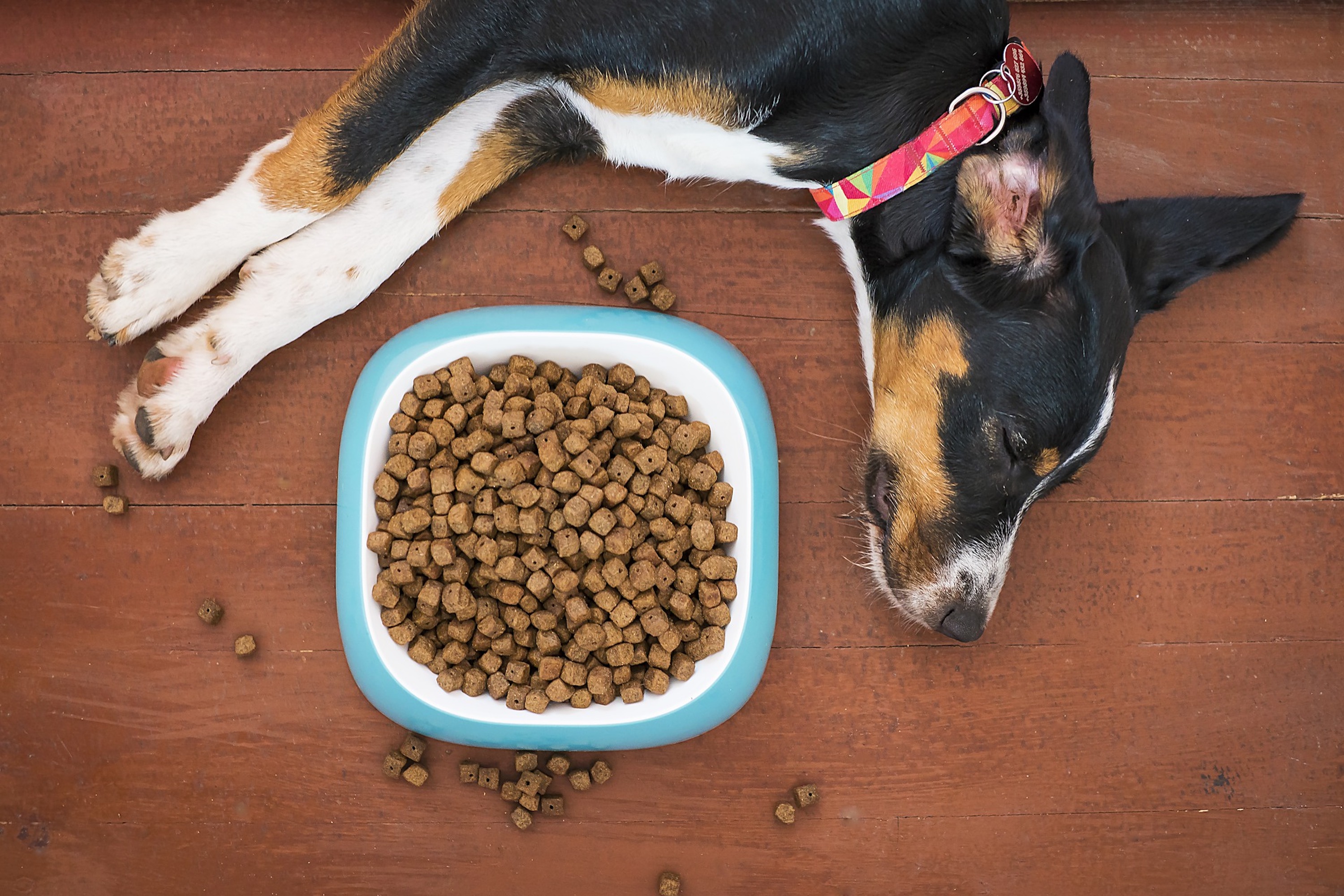 Average cost for cheap dog food per month