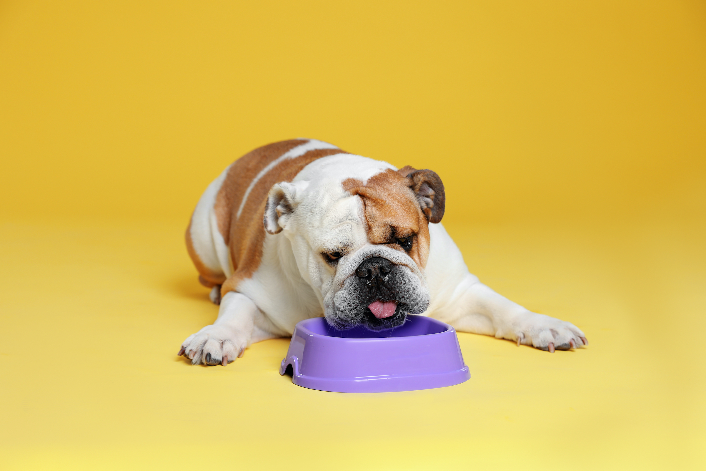 a white and brown english bulldog sits in front of a purple food bowl in front of a yellow background