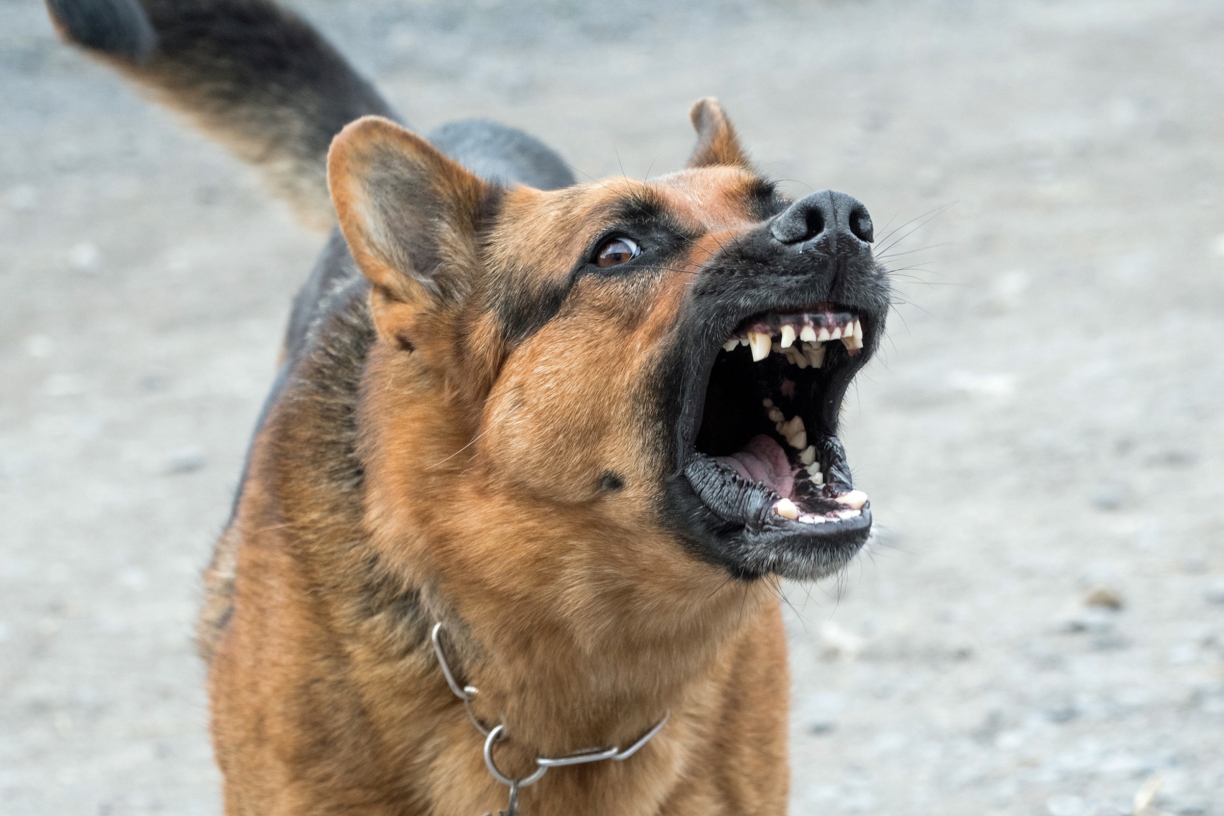 can a german shepherd protect me