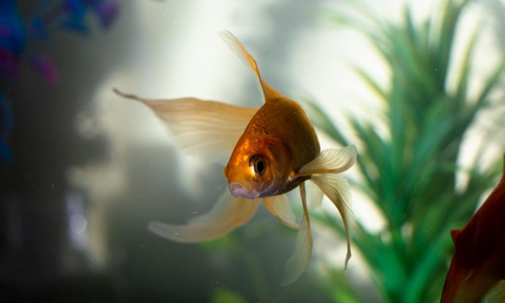 A goldfish in a tank.