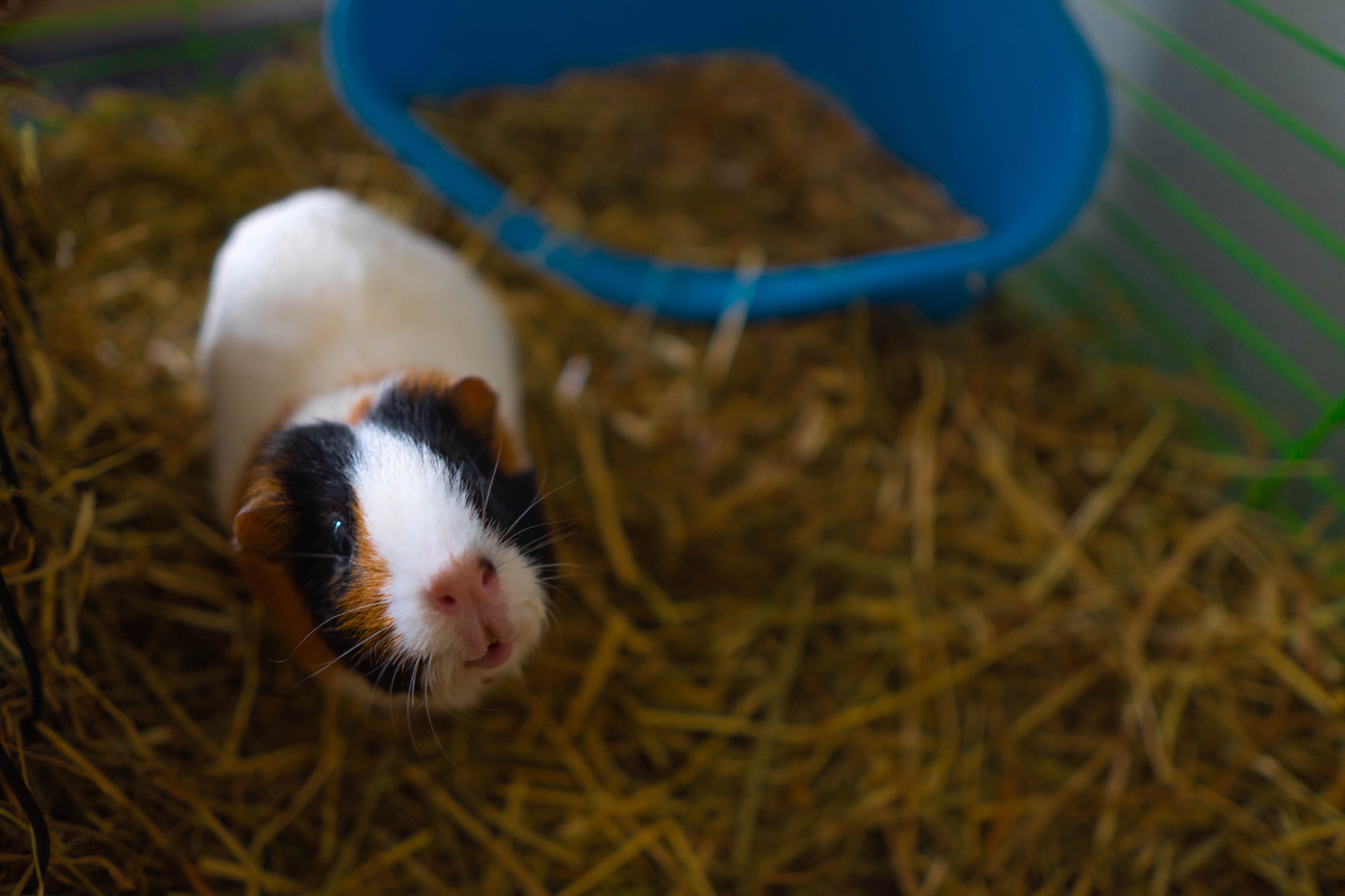 Guinea pig 2024 feeding hay