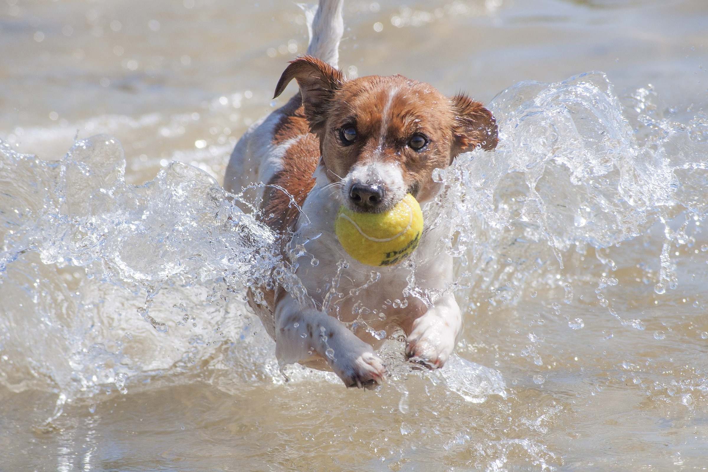 Dogs chewing on tennis balls is sale it bad