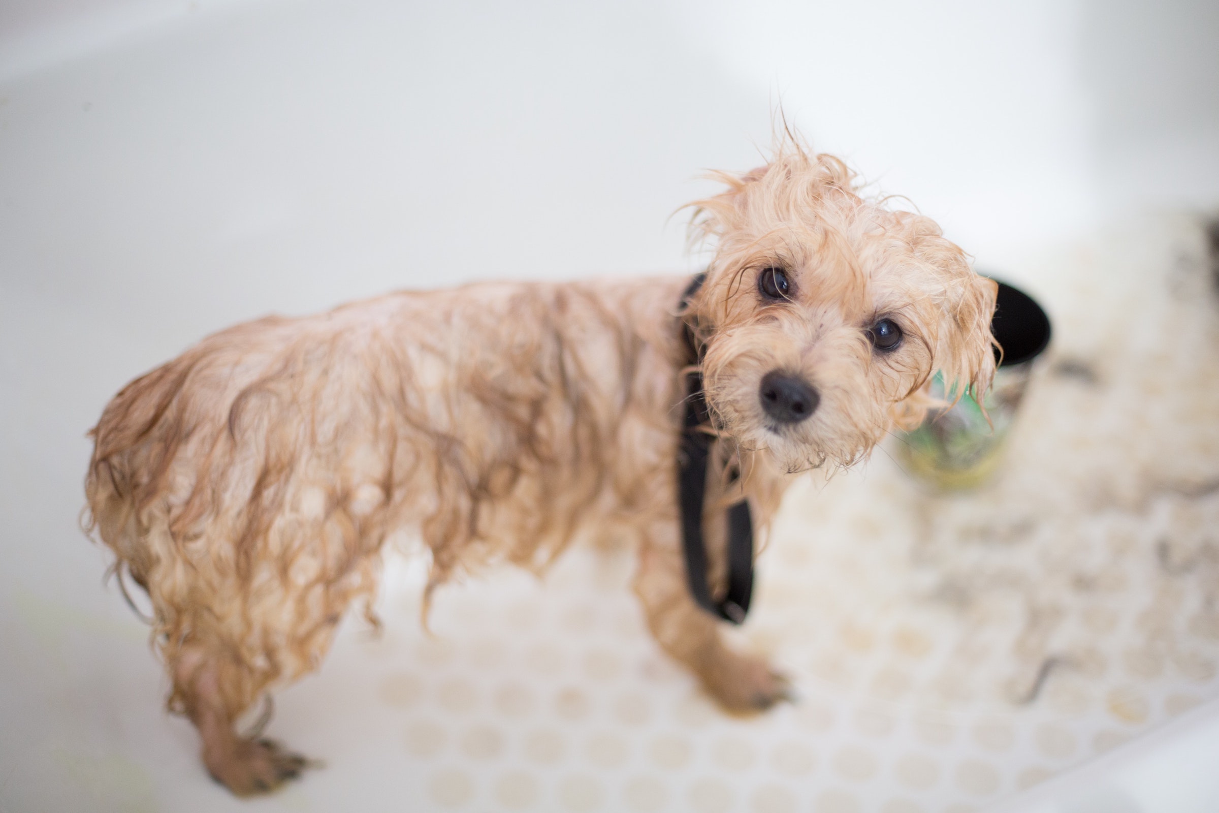 Bathing sales a puppy