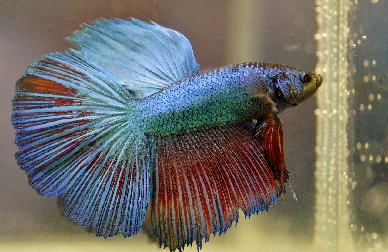 Betta fish and other hotsell fish in one tank